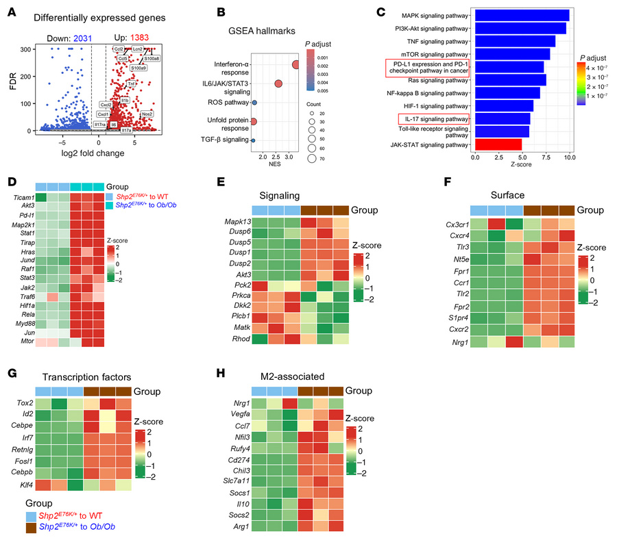 
Shp2E76K/+ HSC/Ps transplantation drives inflammatory and metabolic dys...