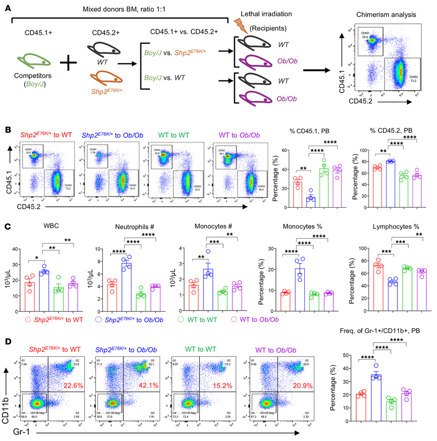 
Shp2E76K/+-mutant cells outcompete the normal WT cells in Ob/Ob recipie...