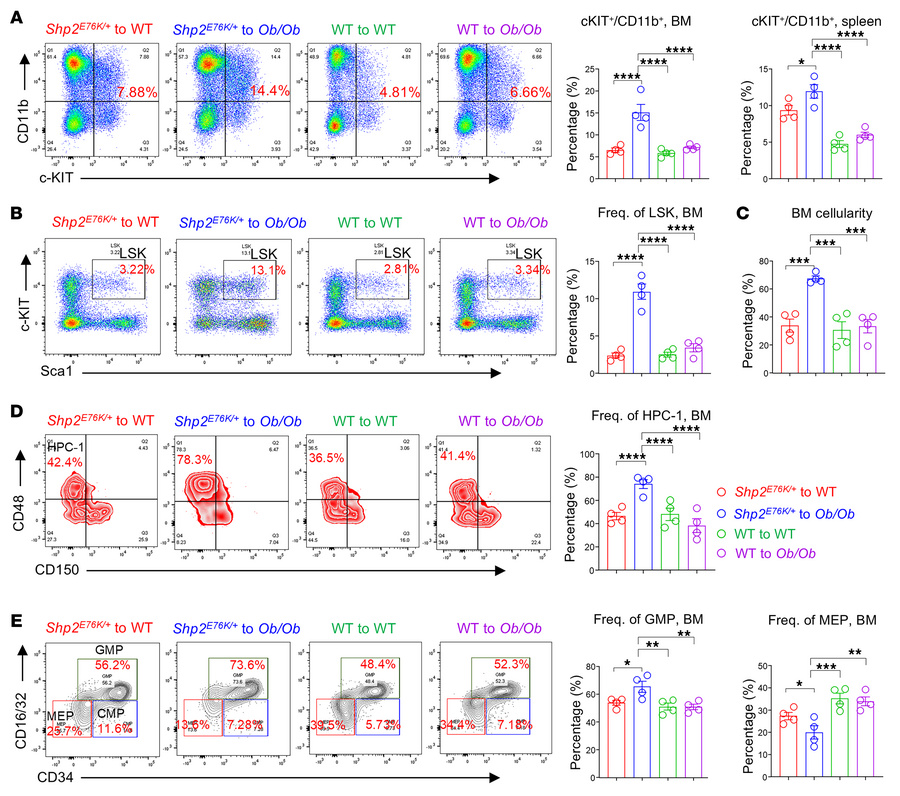 
Shp2E76K/+-mutant myeloid blasts and HSC/Ps are expanded in Ob/Ob recip...