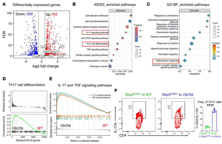 Obesity exacerbates transcriptomic dysregulation in Shp2E76K/+-mutant HS...