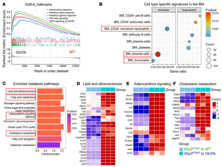 Transcriptomic pathway and gene expression changes in Ob/Ob mice bearing...