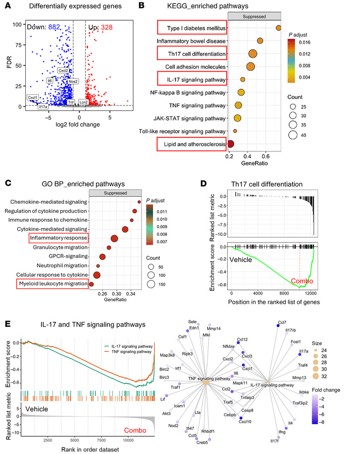 Combination therapy with a GLP-1R agonist and an anti–IL-17A antibody re...