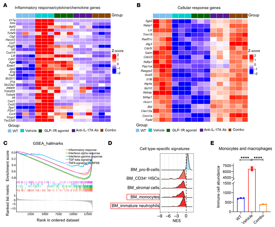 Combined GLP-1R agonism and IL-17A blockade restores BM immune homeostas...