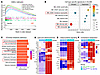 Transcriptomic pathway and gene expression changes in Ob/Ob mice bearing Sh