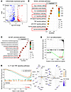 Combination therapy with a GLP-1R agonist and an anti–IL-17A antibody rever