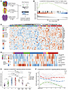 STAT3 pathway activation in patients in Group C meets or exceeds that obser