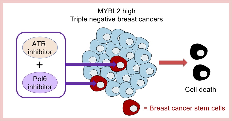graphical abstract