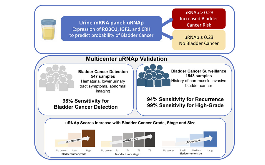 graphical abstract