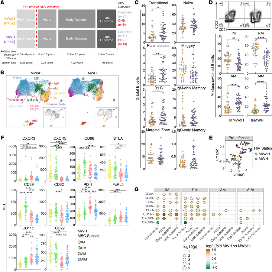 Global B cell subsets are significantly altered in MWH.
(A) Schematic ov...