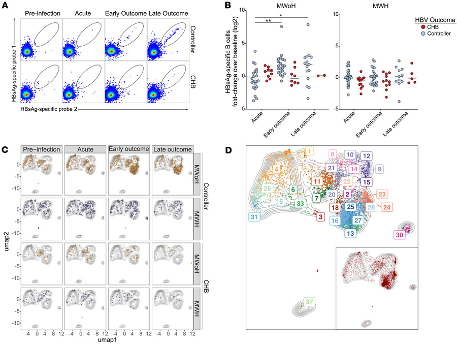 HBsAg-specific B cells are expanded in MWoH upon control of acute HBV in...