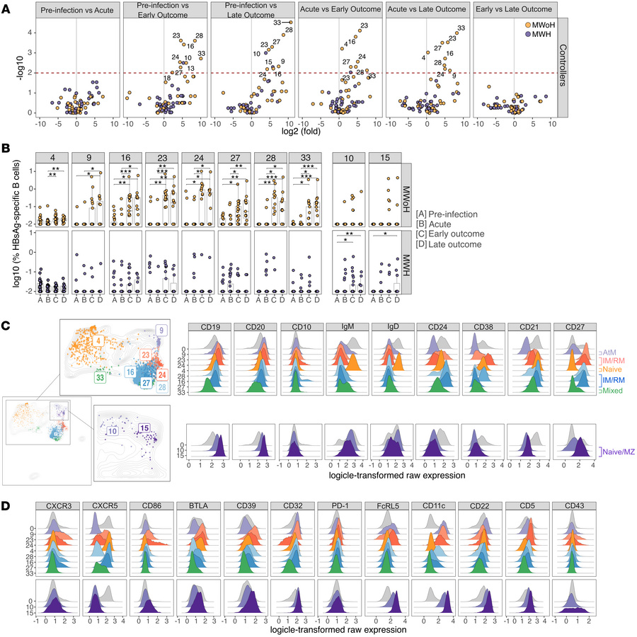 Expanded HBsAg-specific B cells are phenotypically heterogeneous.
(A) Vo...
