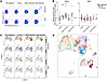HBsAg-specific B cells are expanded in MWoH upon control of acute HBV infec