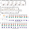 Expanded HBsAg-specific B cells are phenotypically heterogeneous.