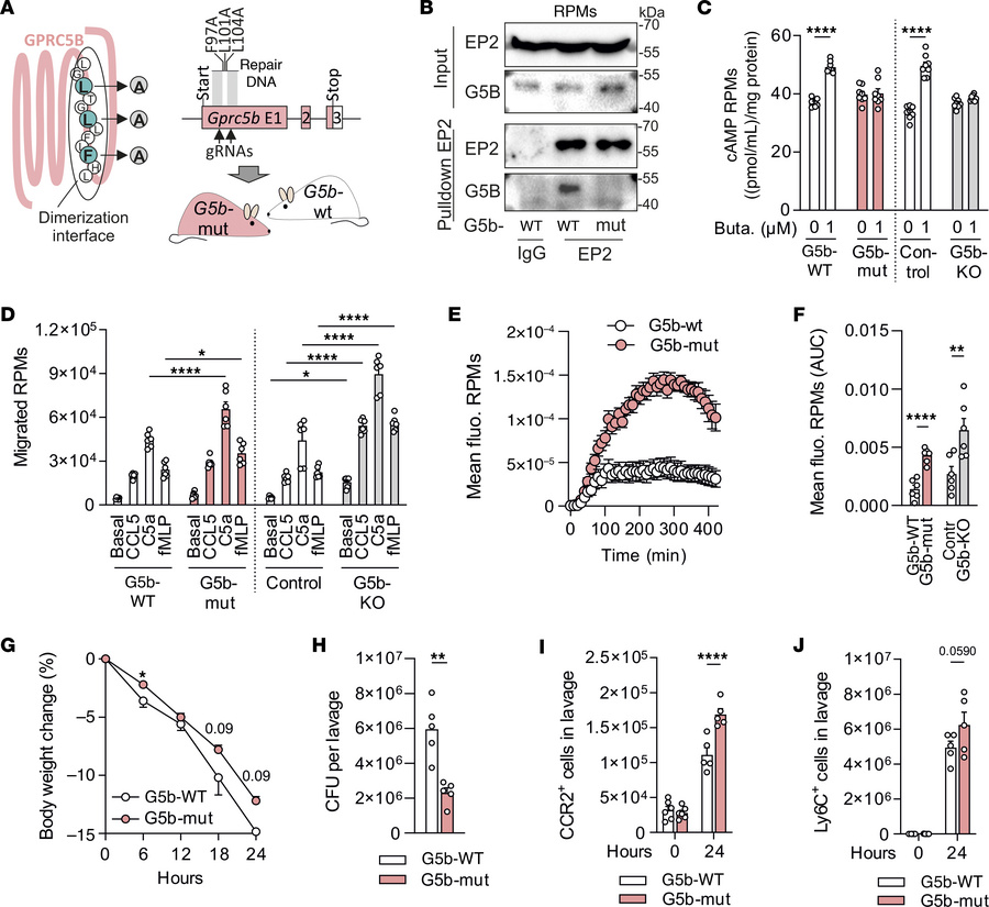 Enhanced macrophage activity in mice expressing a dimerization-deficient...