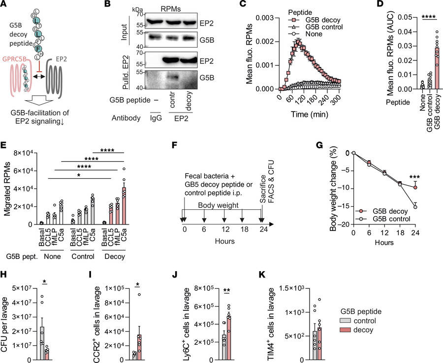 GPRC5B decoy peptide blocks GPRC5B/EP2 dimerization and enhances macroph...