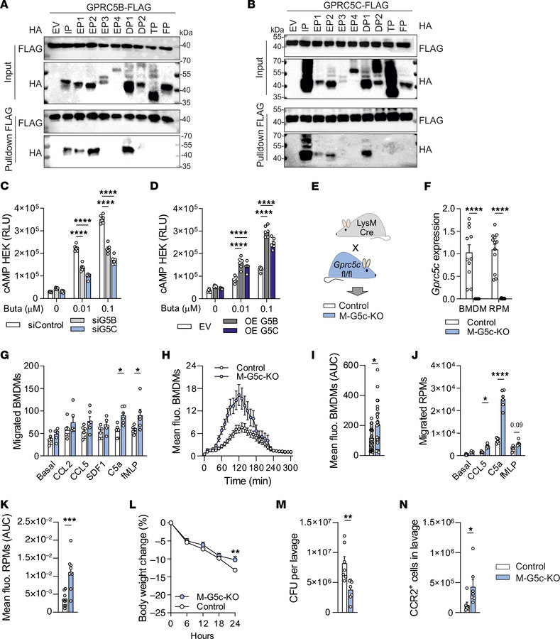 GPRC5C resembles GPRC5B with respect to dimerization pattern, effect on ...