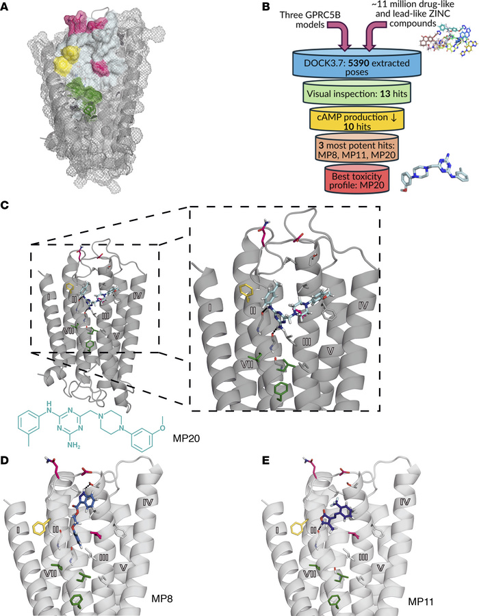 In silico screening for small molecule inhibitors of GPRC5B dimerization...