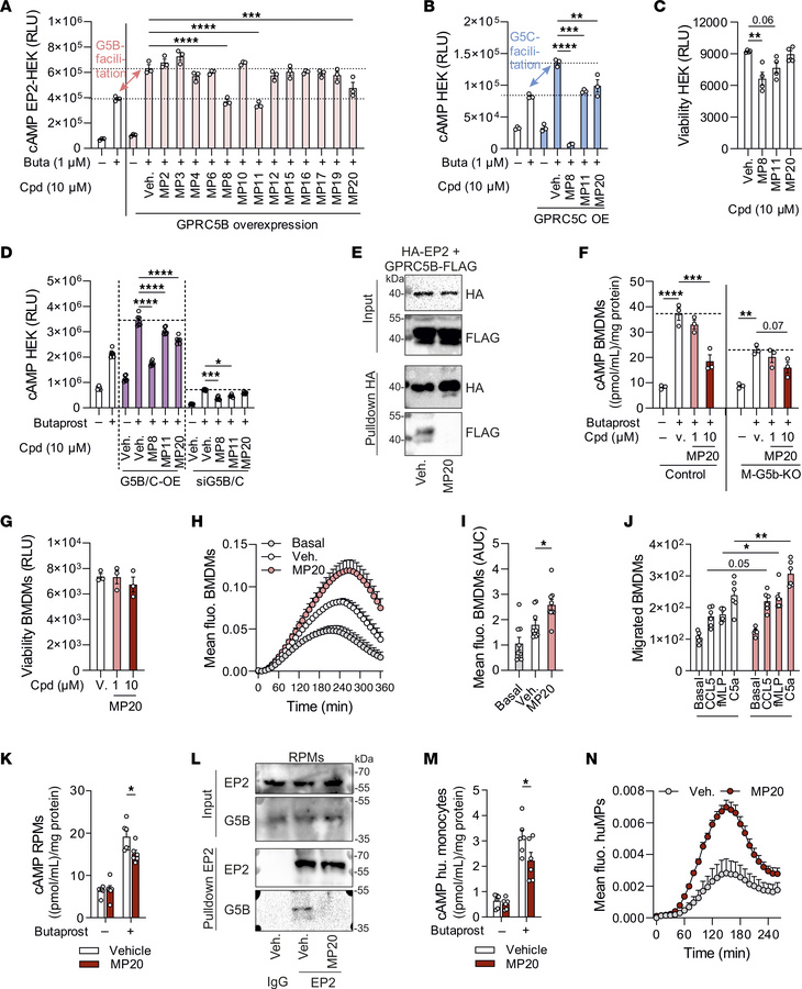 Functional characterization of small molecule inhibitors of GPRC5B/C dim...