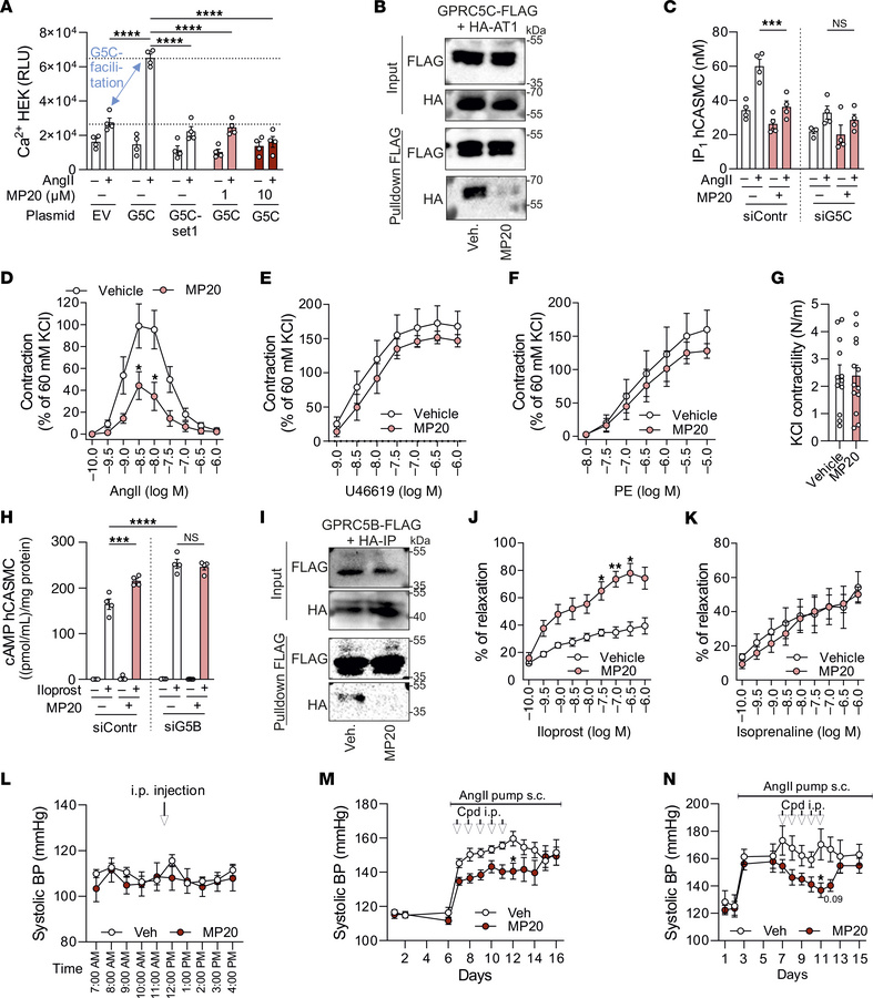 MP20 reduces SMC contractility and protects from arterial hypertension.
...