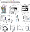 GPRC5C-mediated effects on cAMP production and macrophage activity are bloc