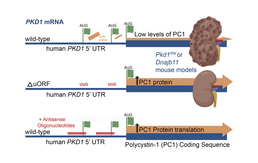 graphical abstract