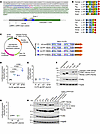 PKD1 5′ UTR has active uORFs that affect Polycystin-1 protein translation.
