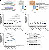 Design and efficacy of antisense oligonucleotides (ASOs) Inhibiting uORF tr