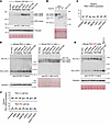 ASOs targeting PKD1 uORFs increase Polycystin-1 protein expression in human