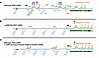 Protein translation from PKD1 mRNA.