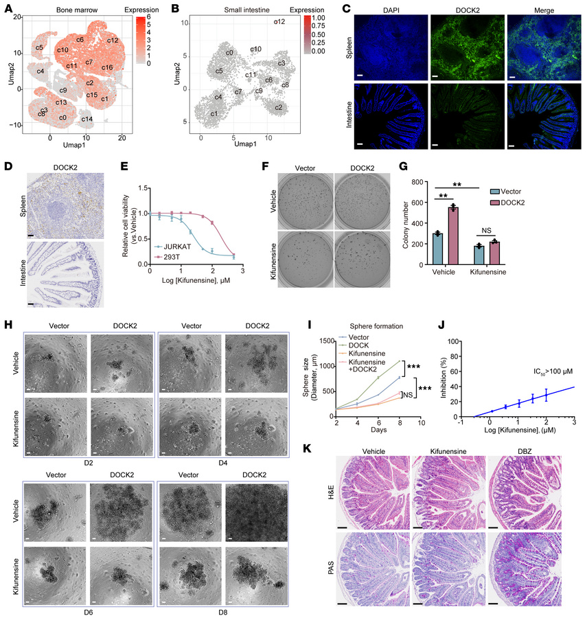 Inhibition of DOCK2-mediated NCSTN N-glycosylation by the α-mannosidase ...