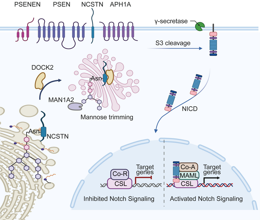 graphical abstract