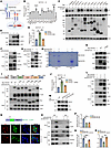 DOCK2 directly interacts with NCSTN and promotes γ-secretase–mediated NOTCH
