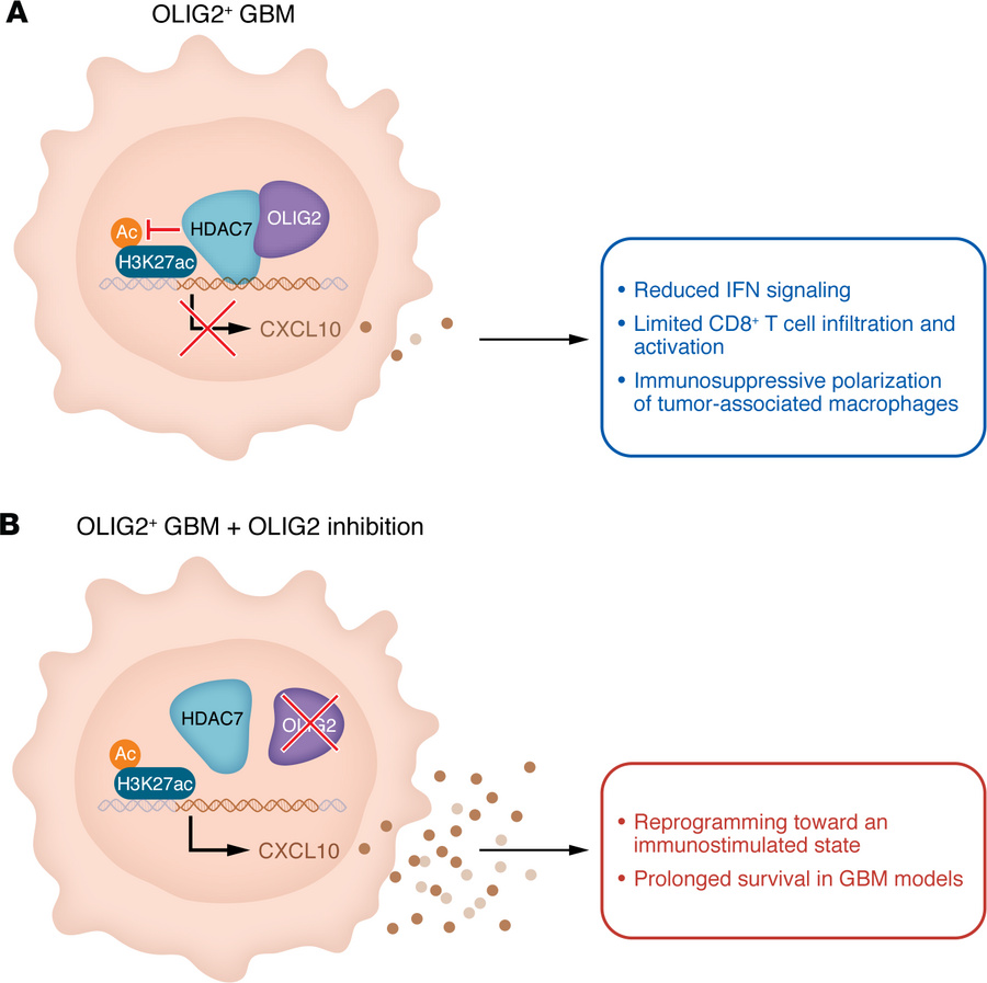 OLIG2 promotes immune suppression in GBM.
(A) OLIG2 is an oligodendrocyt...