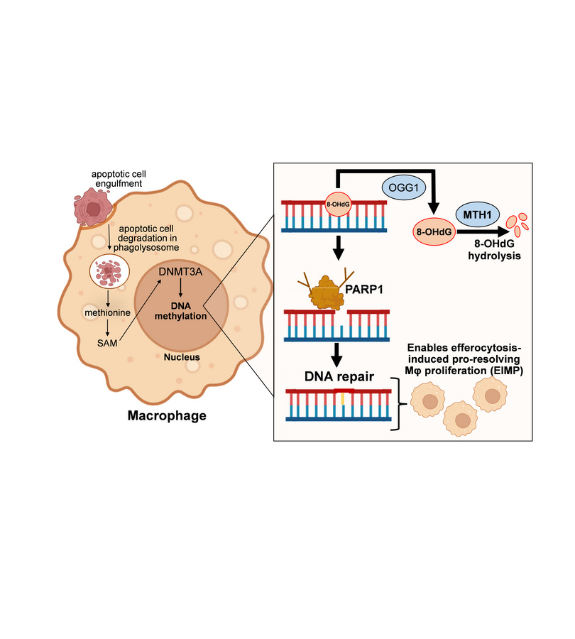 graphical abstract