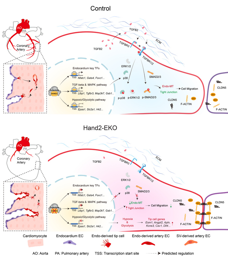 graphical abstract