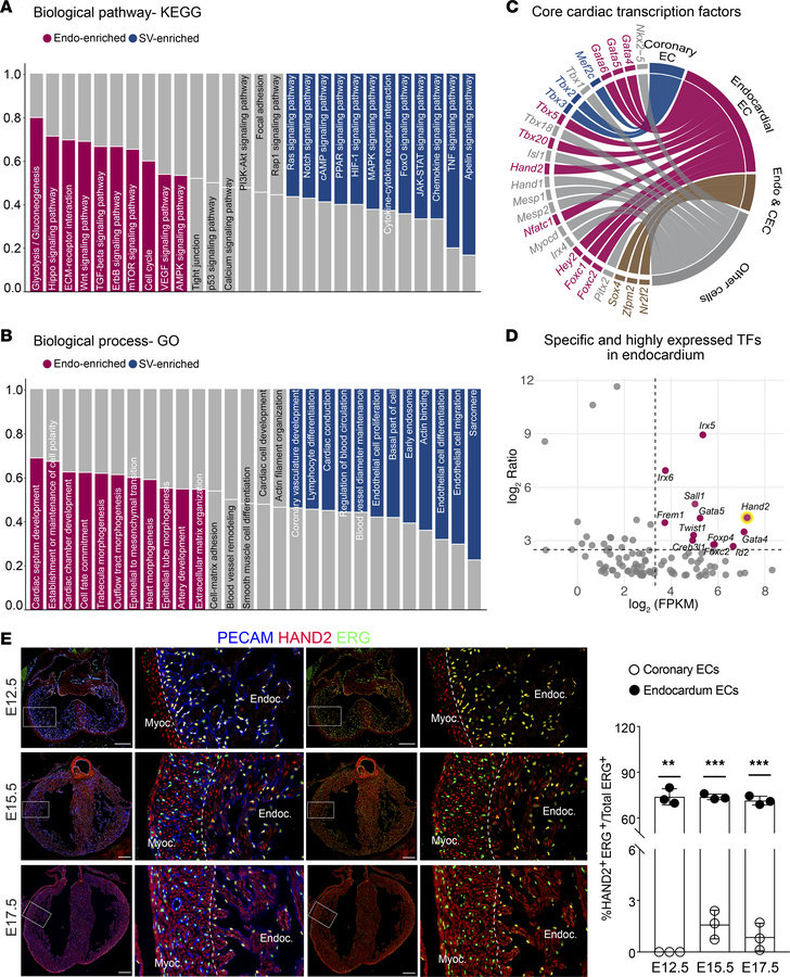 Transcriptome analysis of coronary endothelium identified endocardial en...