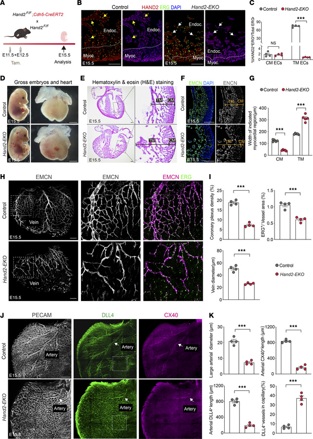 
Hand2 is required for normal cardiovascular development.
(A) Experiment...