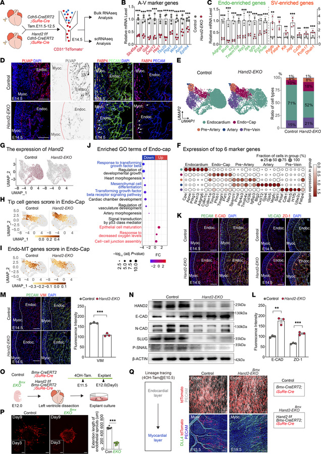 Bulk and single-cell RNA-Seq analysis in Hand2-EKO hearts revealed decre...