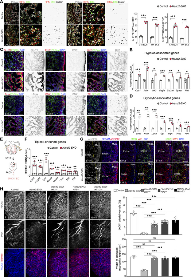 
Hand2 deficiency in endothelium elevated hypoxia signaling and enhanced...