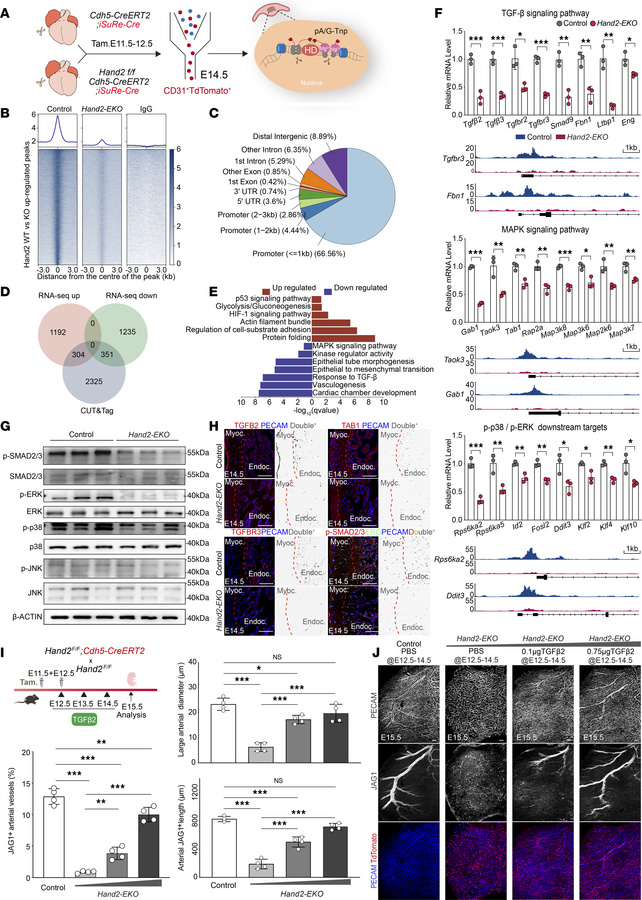 
Hand2 coordinated TGF-β MAPK/p38 pathways control EC migration and arte...