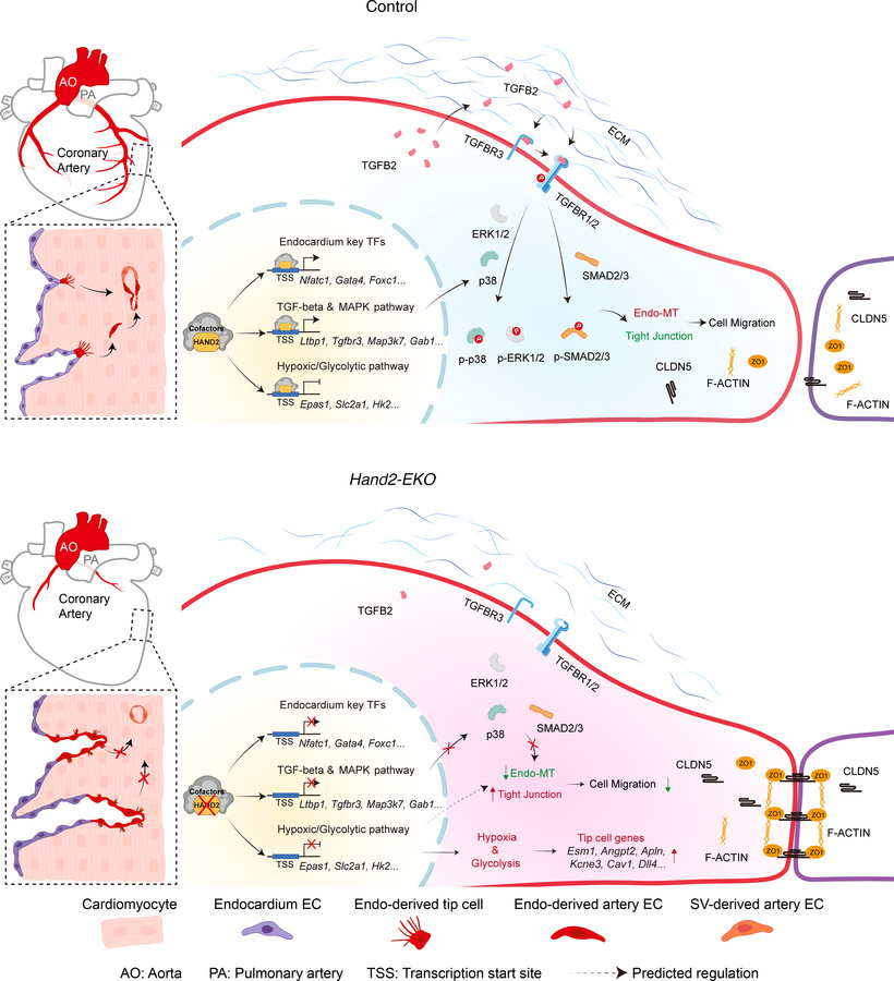 Proposed transcriptional regulatory mechanisms of Hand2 for coronary art...