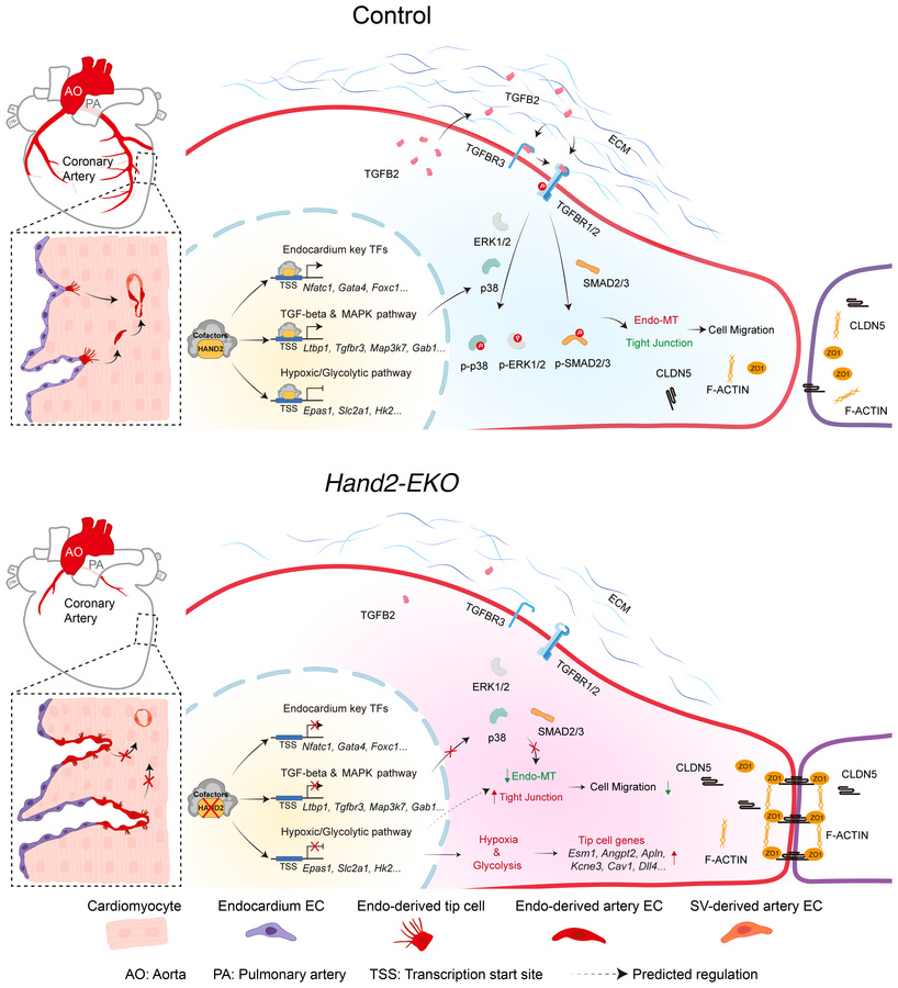 graphical abstract