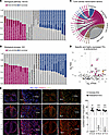 Transcriptome analysis of coronary endothelium identified endocardial enric