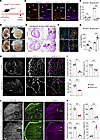 Hand2 is required for normal cardiovascular development.