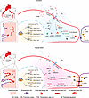 Proposed transcriptional regulatory mechanisms of Hand2 for coronary artery