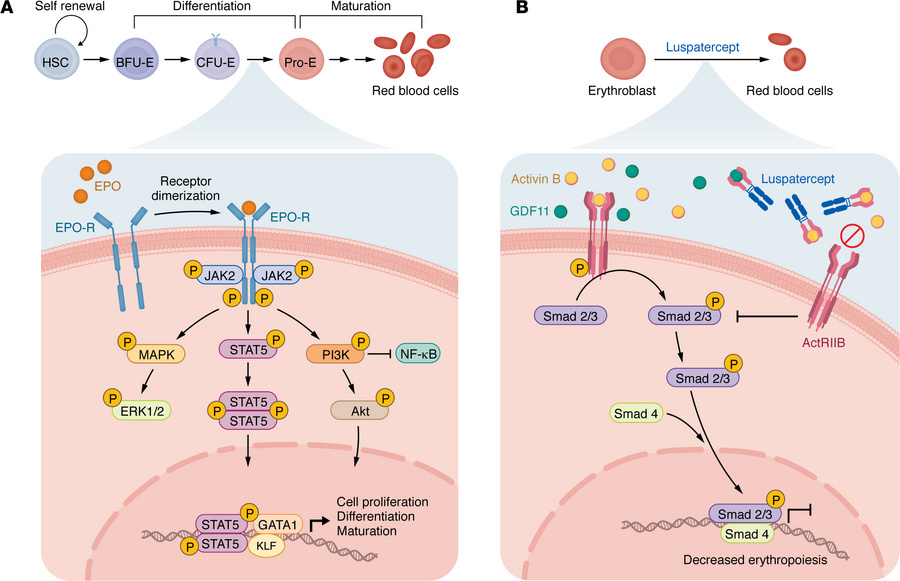 Signal transduction–based therapies for anemia.
(A) Erythropoietin-media...