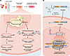 Genetic strategies for the treatment of anemia.