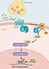 Targeting of neurotransmitter receptor CHRM4 to regulate early erythroid pr