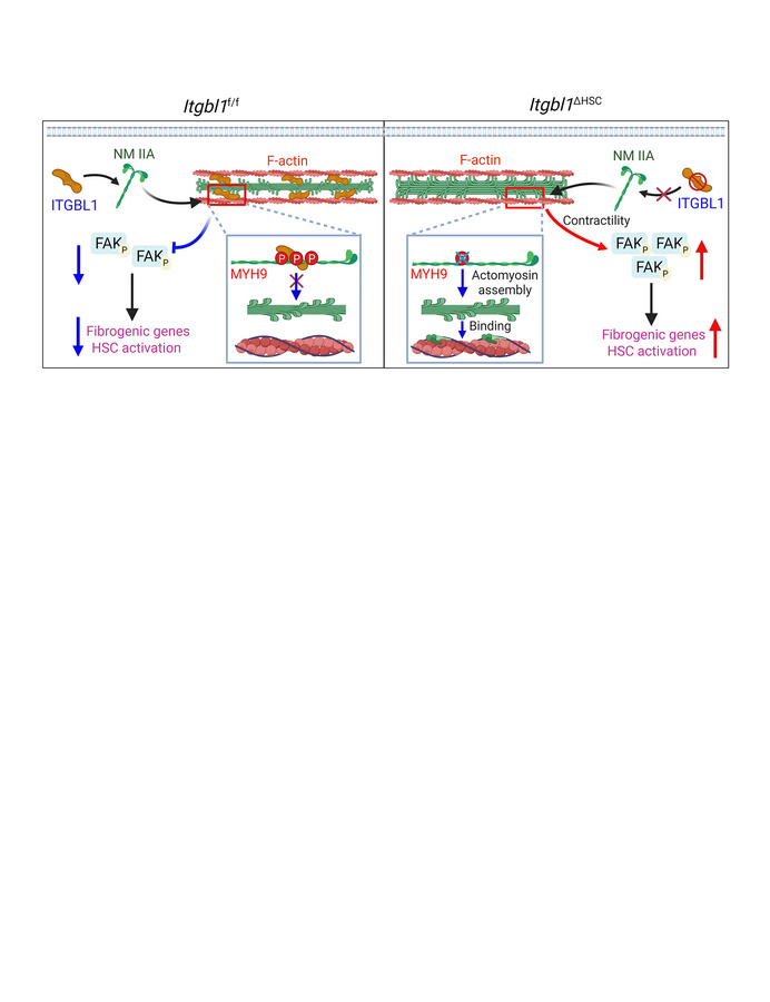 graphical abstract