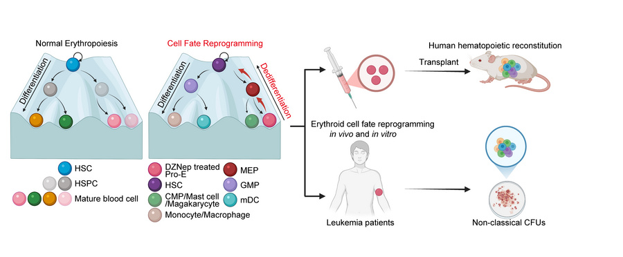 graphical abstract